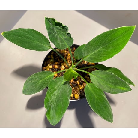 Homalomena sp. "Muara wahau" Green from Kal-timur [TB]