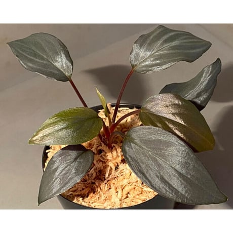 Homalomena sp."赤鉄鉱” from Kepulauan Riau [SGP import] KZT