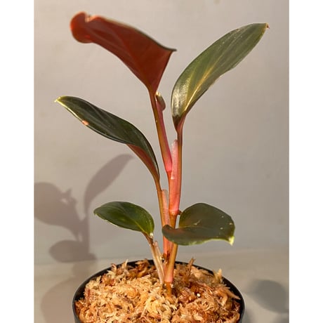 Rhodospatha sp. from Ecuador [tanakay]