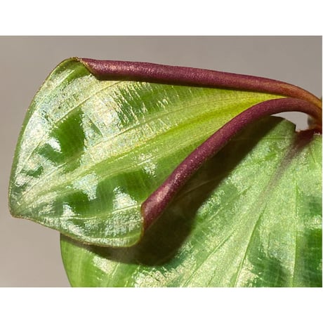 Geogenanthus undatus from Tarapoto Peru [tanakay]