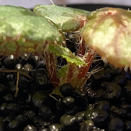 Begonia sp. from Lang Son [YH030519] TK