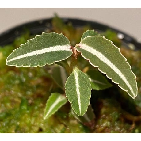 Labisia sp. from Kapuas hulu Kalimantan barat