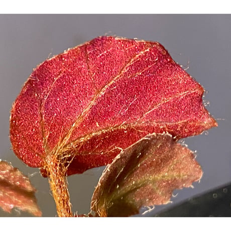 Begonia sp. f1 from Sumatera [NT ORCHID]