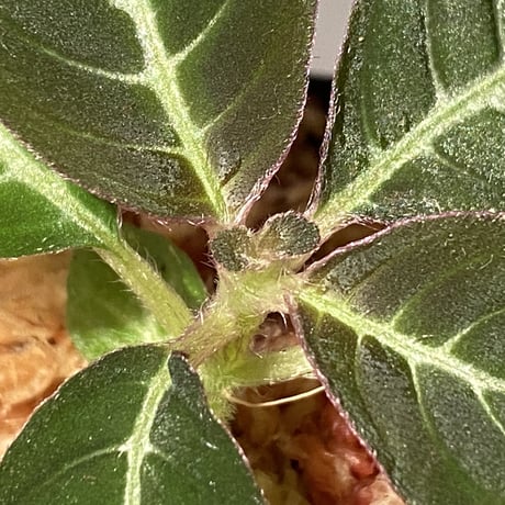 Codonoboea cf. pumilla from Riau sumatera [LA1119-02]