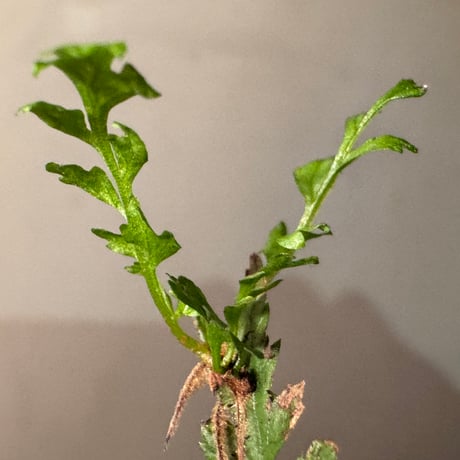 Bolbitis sp. from Aceh sumatera [LA1218-03]