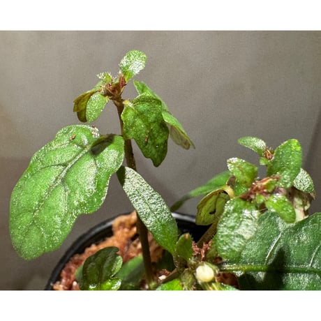 Scrophulariaceae sp. from Valencia, Negros Oriental