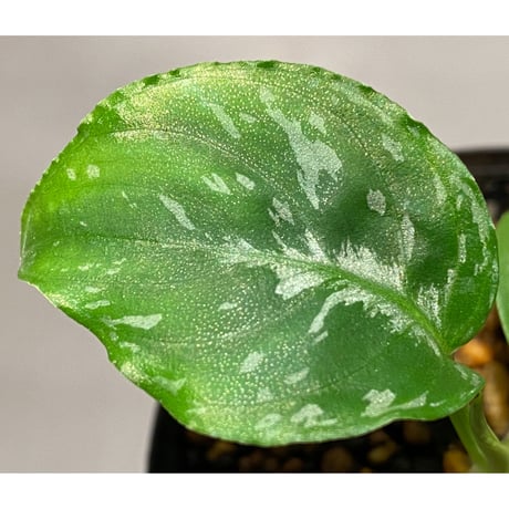 Schismatoglottis Rongisupata from West Kalimantan [KN]