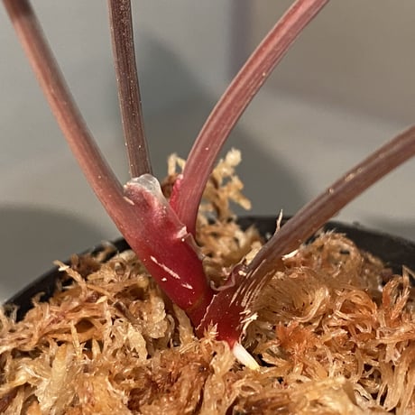 Homalomena sp. "Platinum Velvet" from Kepulauan Riau [KN]①