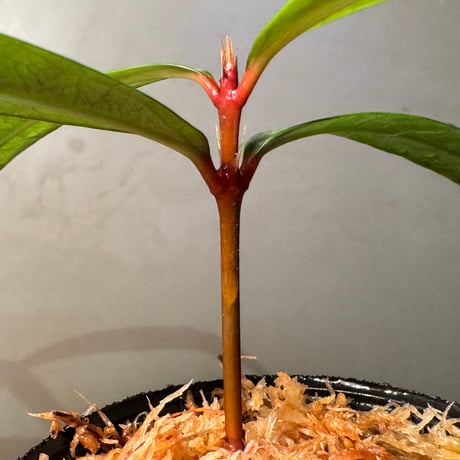 Labisia sp. from "Lebong" Bengkulu [TB]