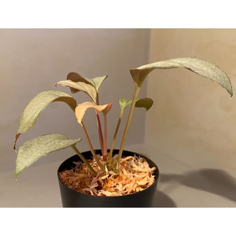 Homalomena sp. "Shirogane" SRP from Pulau Lingga[HW1017-XX]