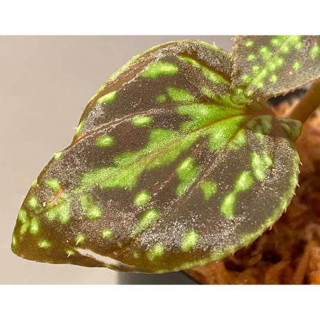 Sonerila sp. from Vietnam