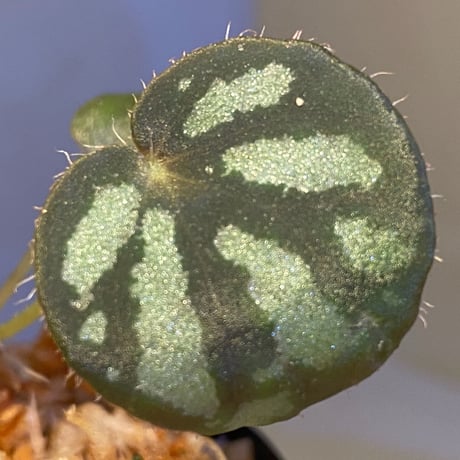 Begonia luzonensis