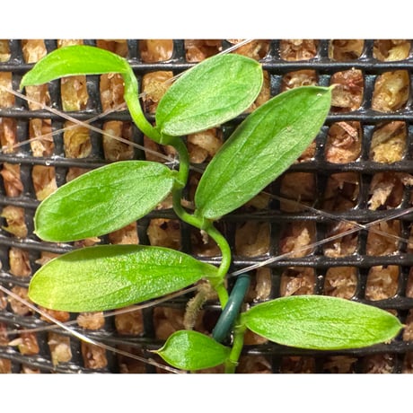 Pothos scandens from Khlong Yai Trat Thailand