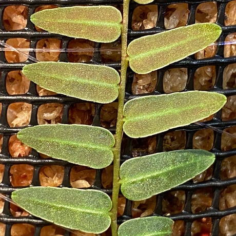 Marcgravia umbellata
