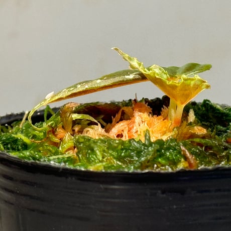 Begonia cf. baramensis