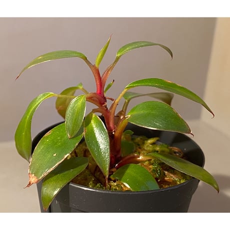 Philodendron sp. "Red Congo Compacta" ②