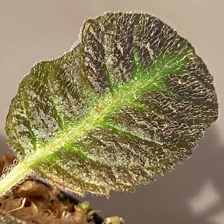 (３芽立ち) Nautilocalyx picturatus