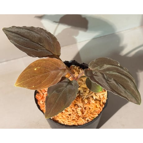 Homalomena sp. "Red leaf" from Kalbar [AZ0823-2] ②