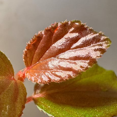 Begonia sp. from Kapuas hulu West Kalimantan