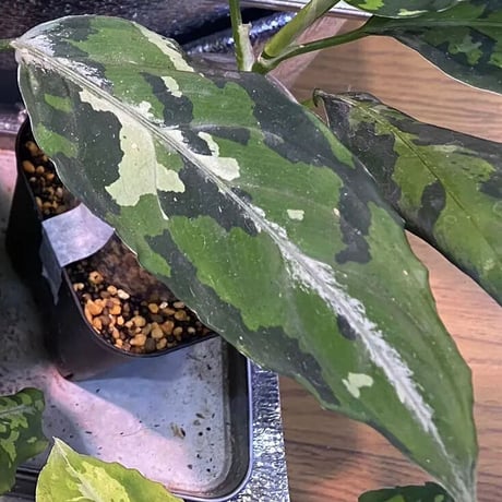 Aglaonema pictum GW1908-7 "Padang sidempuan" [TB]