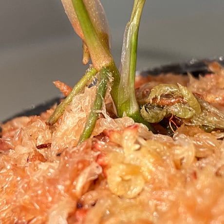 Rhodospatha sp. from Ecuador [tanakay]