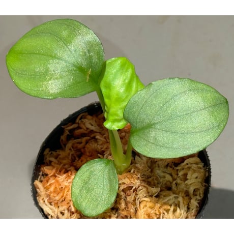Homalomena sp. "Shirogane" SRP from Pulau Lingga[HW1017-XX]