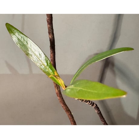 Mi Nuong Tree from Phu Yen Vietnam