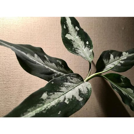 Aglaonema pictum A しるば〜らいん from Aceh sumatera [LA0217-04]
