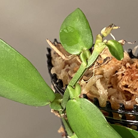 Epipremnum sp. from Chaiyaphum Thailand