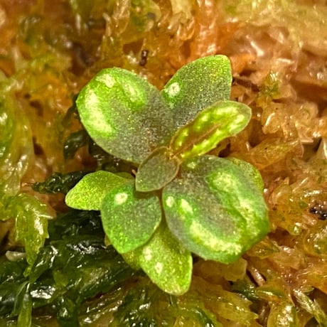 Sonerila sp. from Jerteh
