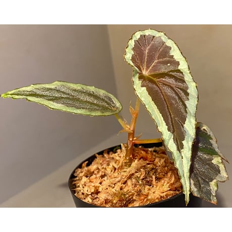 Begonia cf. baramensis