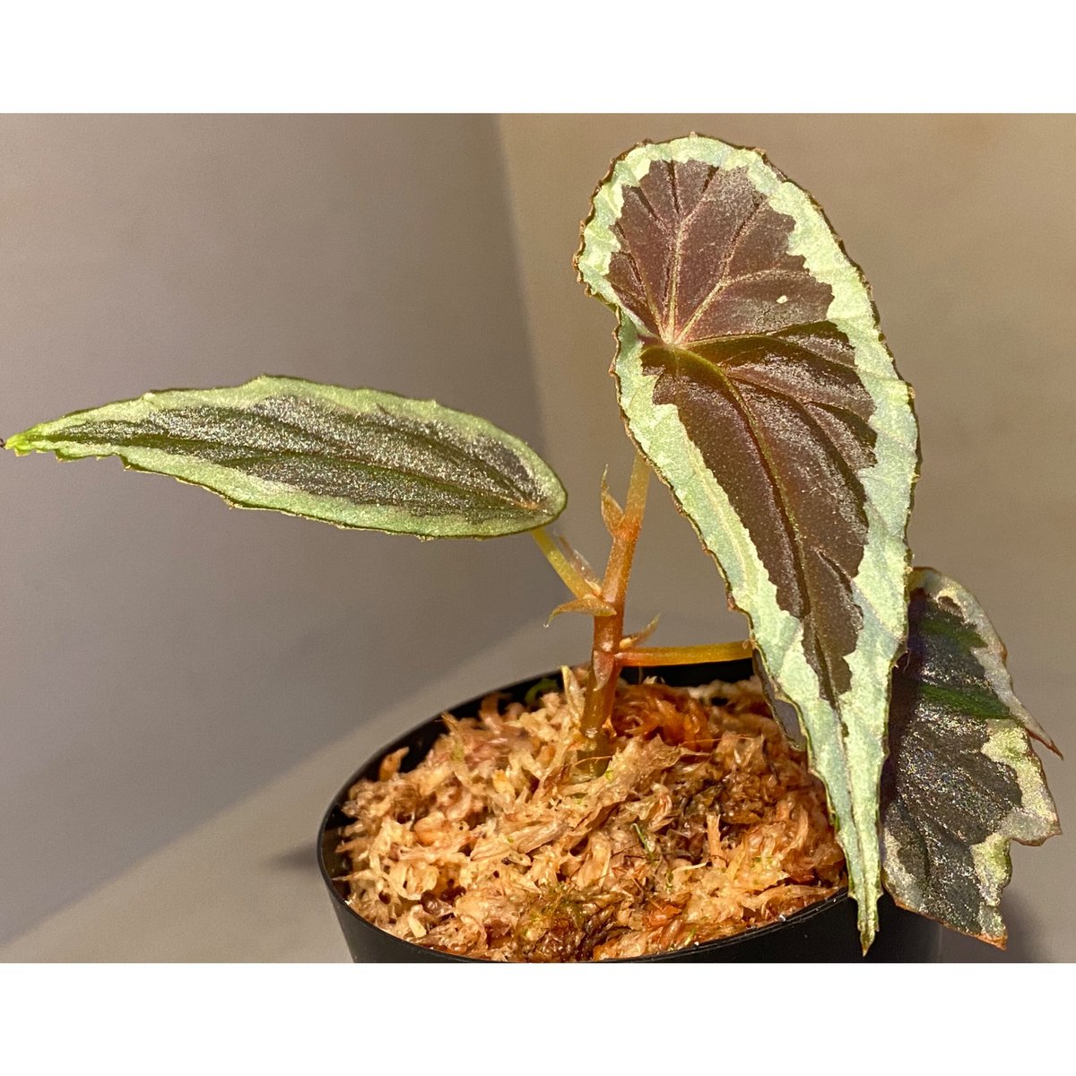 Begonia cf. baramensis | M・R・G・R