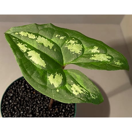 Ulearum donburnsii