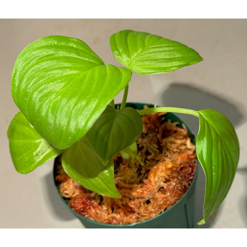 Homalomena sp. Homalomena sp.