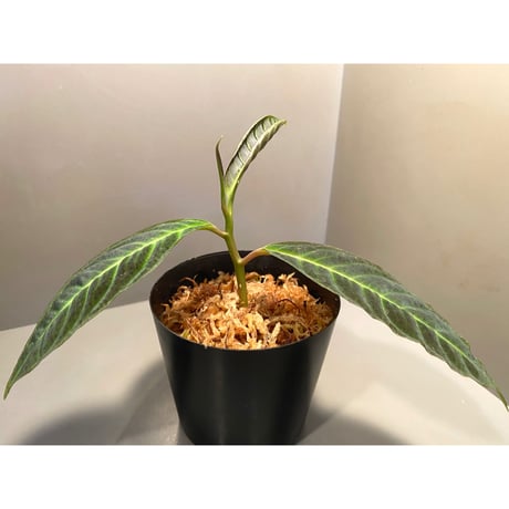 Labisia sp.  "Padang sidempuan"  Sumatera utara [TB]