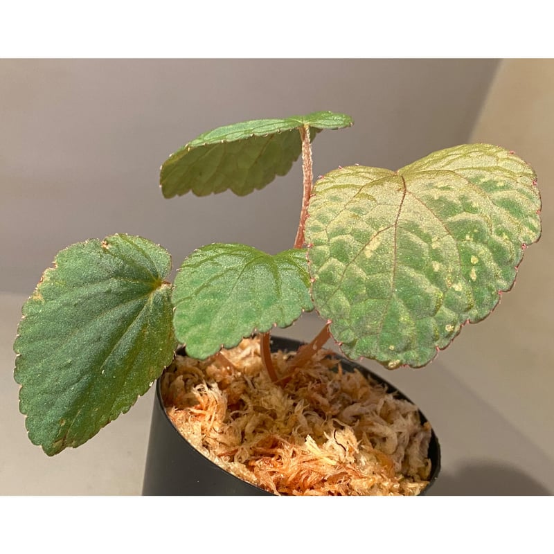 Begonia sp. from Bac Kan [YH1117] TK | M・R・G・R