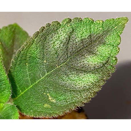 Kohleria inaequalis "Darth Maul"