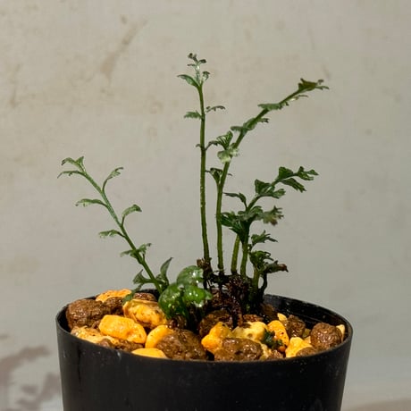 Bolbitis heteroclita cuspidata