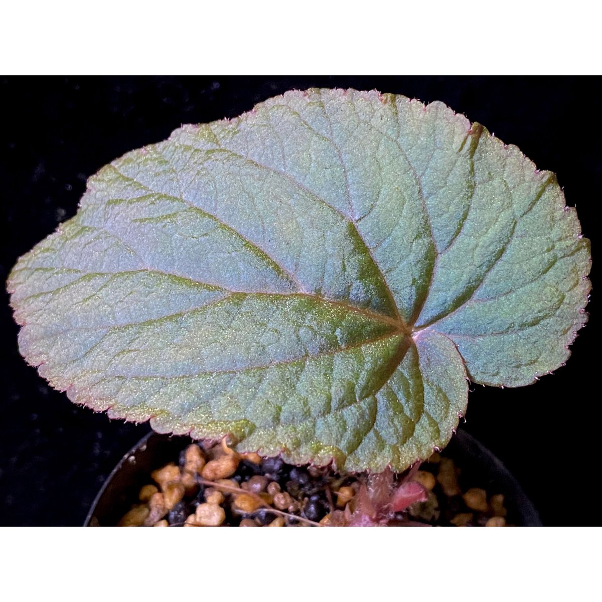 専用❣️Begonia sp.Bac Kan ベゴニア　バッカン❣️原種 専用❣️Begonia sp.Bac Kan ベゴニア バッカン❣️原種 Yahoo