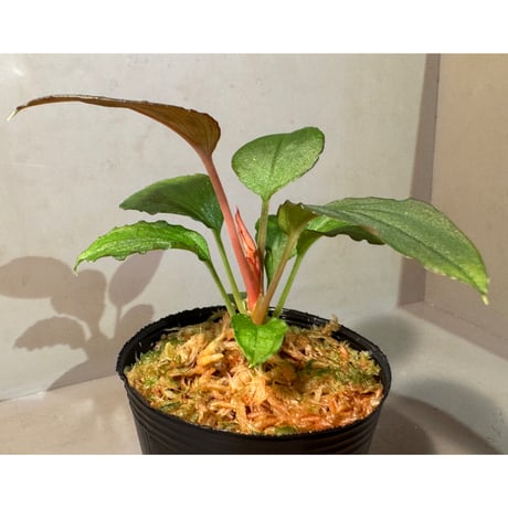 Homalomena sp. from Solok sumatera [LA0616-03]