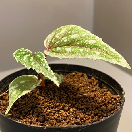 Begonia sp. from Sarikei [R1214-03a]