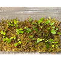 Microgramma heterophylla 伊藤蟻植物農園