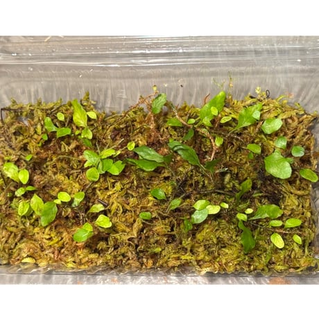 Microgramma heterophylla 伊藤蟻植物農園
