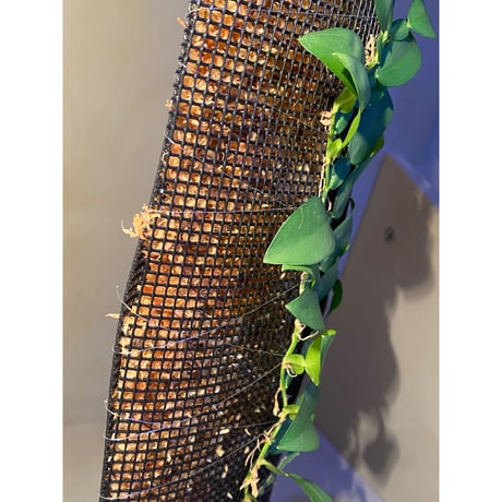 (特大株) Epipremnum sp. from Khlong Yai Trat Thailand