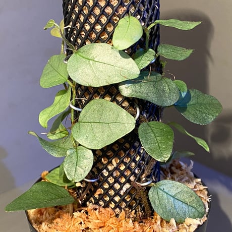 Ficus sp. from Murung raya [LA0515-05]