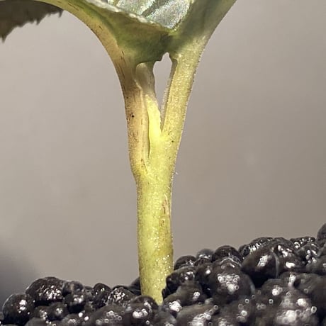 Ardisia sp. from Thailand