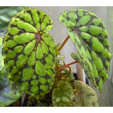 Begonia chlorosticta (Green) from Borneo Sarawak