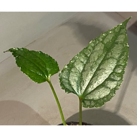 Cissus sp. "Padang" Sumatra barat [TB]
