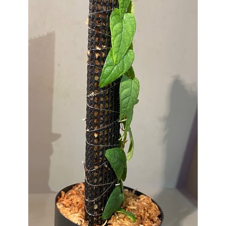 Ficus sp. "Nanga pinoh" [TB]