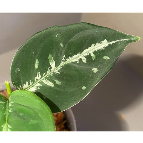 Aglaonema pictum "草わるん18" BNN from Sibolga utara [AZ0918-2a]